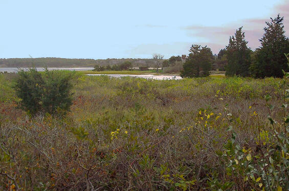 salt marsh with some shrubs and grasses growing within and trees growing in the distance