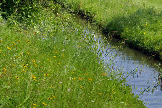 bright green grasses and colorful wildflowers growing along a stream