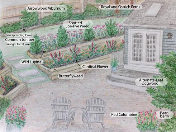 a drawing of a landscape plan with terraced gardens and native plants