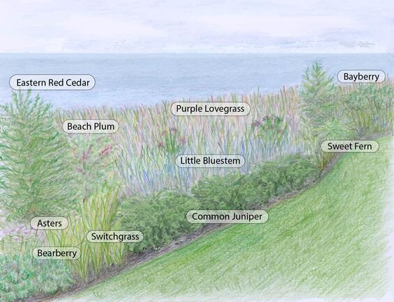 a drawing of a landscape plan with a variety of native trees, shrubs, perennials with names listed