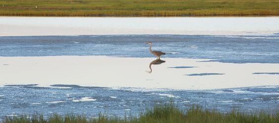 A great blue heron sits on the tide flats within a salt marsh awaiting the chance to dive for a fish. 
