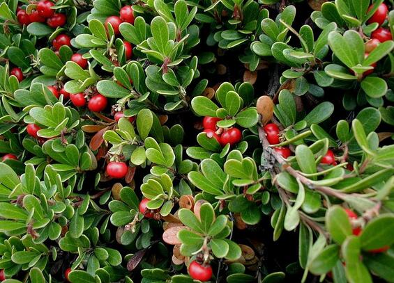 a close-up of bearberry with its red berries