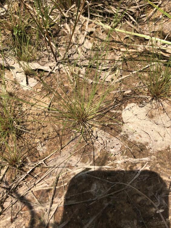 Tiny-fruited spike-sedge in habitat