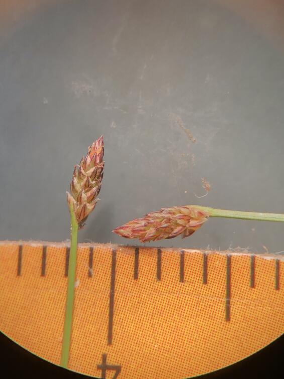 Tiny-fruited spike-sedge. Photo by Quinn Towery.