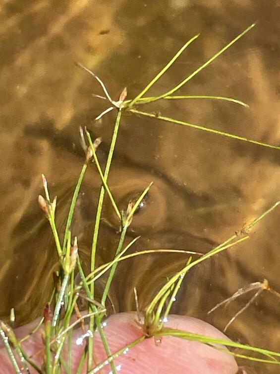 Bulbils expanding in flowering head. Photo by Betsy Gill. 
