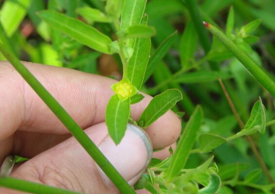 Round-fruited seedbox in flower. Image by Bryan Connolly.