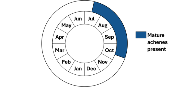 Graphic representation of life cycle, also described in text. 
