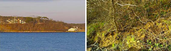 Two views (afar and near) of a coastal bank with invasive species black locust, Asiatic bittersweet, and autumn olive.