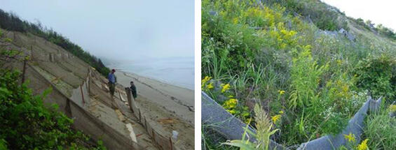 Two views of a coastal bank with the first showing the installation phase and the second showing growth after a year after planting.