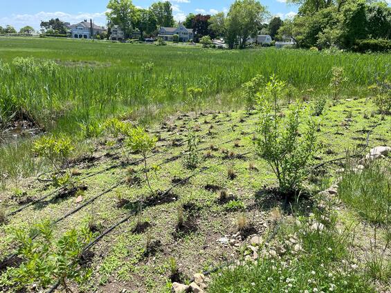 compost piles around plants next to a salt marsh