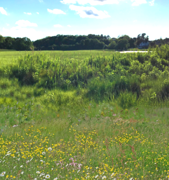 A salt marsh is fronted with a buffer of shrubs and a wildflower meadow full of colorful blooms
