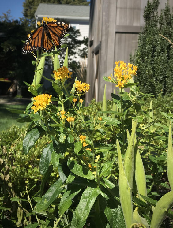 A monarch butterfly sits atop orange butterfly milkweed