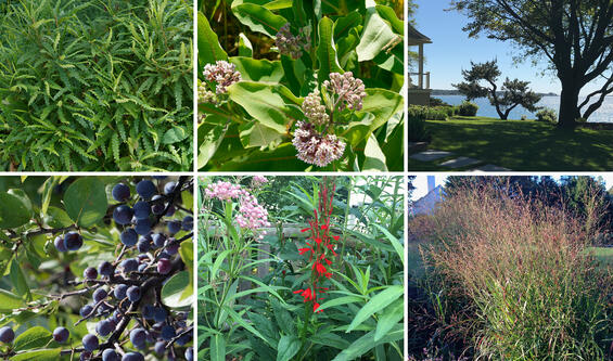 various plants shown in a 3 x 2 grid 