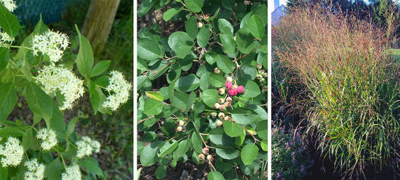 Gray Dogwood, Highbush Blueberry, and Switchgrass offer interest throughout the summer and into fall. 