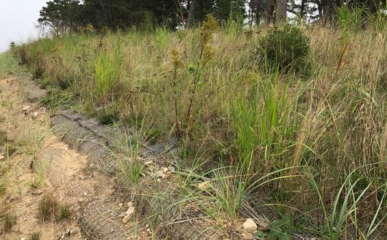 Coir rolls embedded into a sandy bank with beachgrass growing within and around them