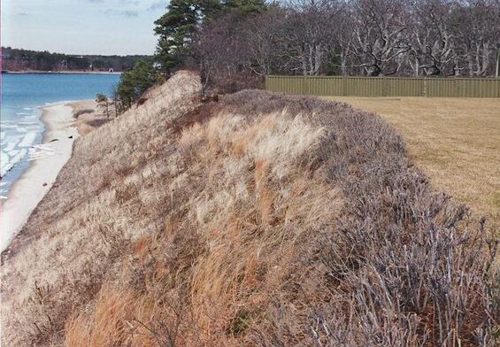 A coastal bank along the ocean vegetated with a mix of shrubs, grasses, and perennials.