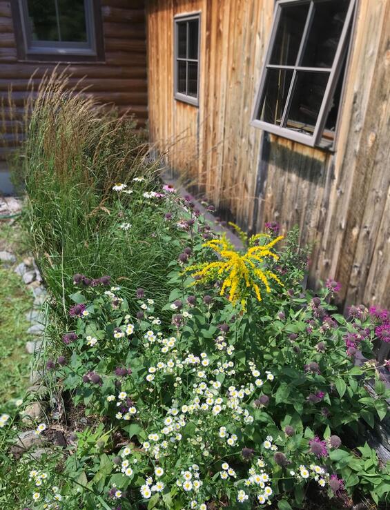 A foundation planting bed consisting of dense growth of wildflowers and grasses.