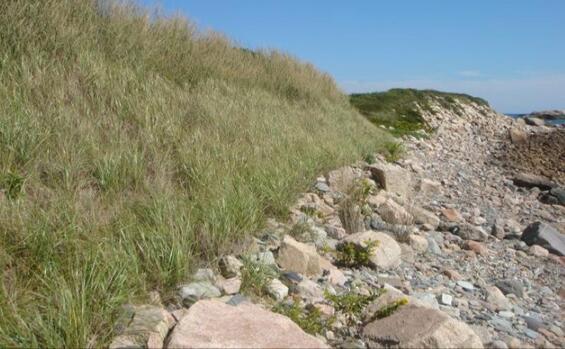 The same bank with a dense growth of beachgrass and no coir rolls or fiber blankets showing