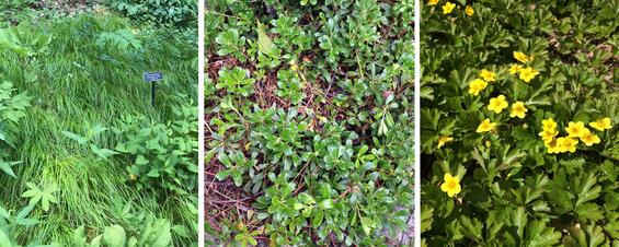 Three plants shown: Pennsylvania sedge, bearberry, and barren strawberry, as examples of good groundcovers that are low-maintenance.