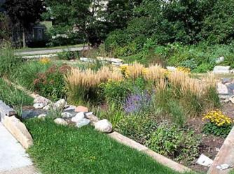 A rain garden with a mix of grasses and perennials used to collect and filter stormwater.