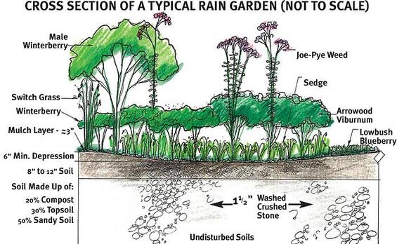 Illustration of a rain garden in a profile cross-section.