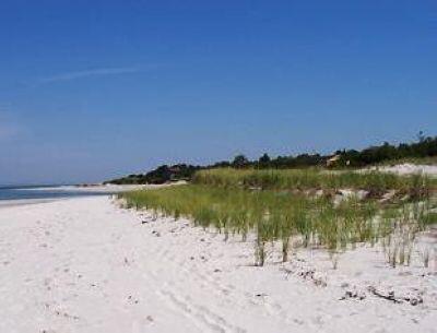 Newly planted beachgrass visible along a sandy beach and dune on a sunny day with blue sky.