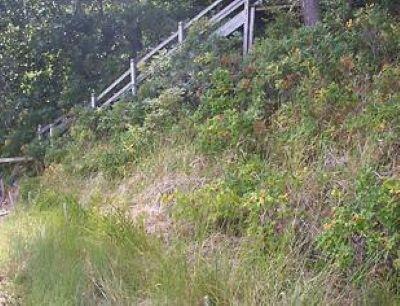 A coastal bank with dense vegetation growth that helps stabilize the sediments.