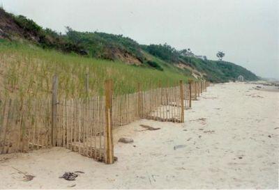 Sand fencing that has been placed at the base of an artificial dune to help it build up sand.