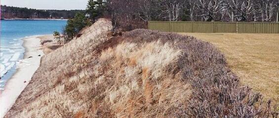 A coastal bank that has been planted with shrubs at the top and protected with natural fiber blankets on the face.