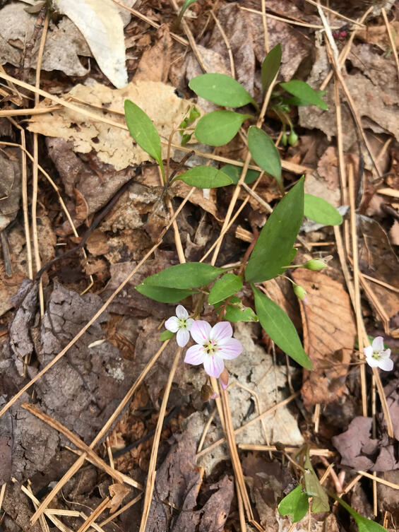 a small hepatica flower growing out of leaves on the ground