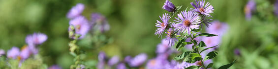close-up of asters in a field