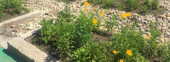 stone swale with sides planted with vegetation that includes yellow coreopsis