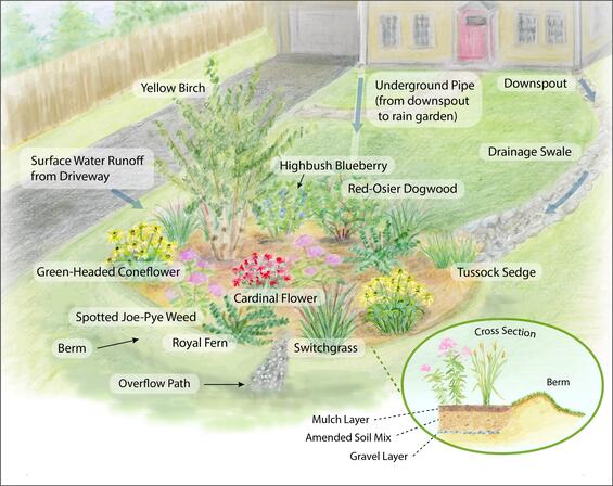 A planting plan of a rain garden with a mix of perennials, grasses, sedges, shrubs, and a tree