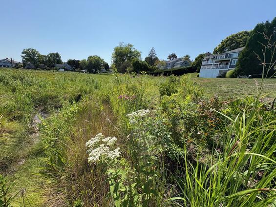 Flowering plants, such as boneset, butterfly milkweed, and swamp milkweed grow alongside grasses and shrubs in this buffer to a salt marsh.