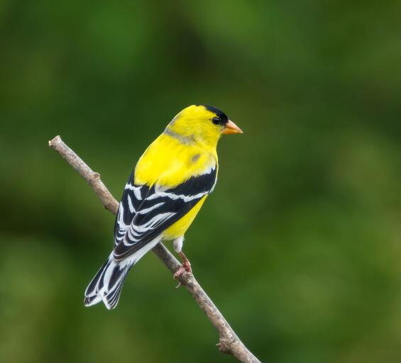 A bright yellow goldfinch sitting on a branch