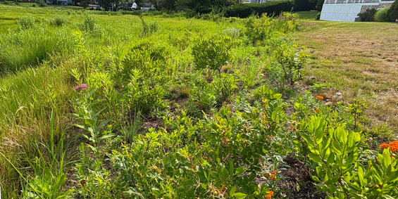 a full and lush meadow buffer has filled in with mature plants by the second summer