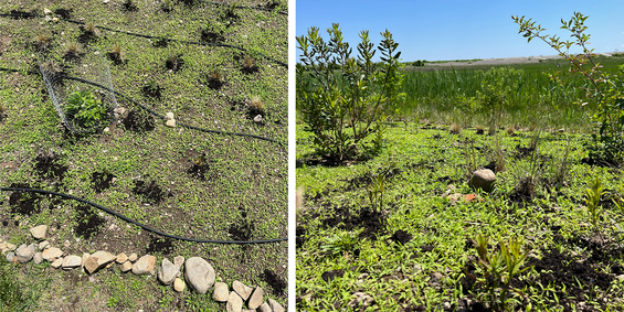 handfuls of compost were placed around each plant to give them some supplemental nutrients in the dry sandy soils