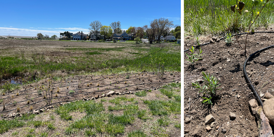 temporary drip tubing is laid out so that water flows with the help of gravity