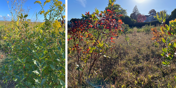 fall is even prettier in the meadow buffer when goldenrods bloom and foliage turns shades of amber, orange, and red