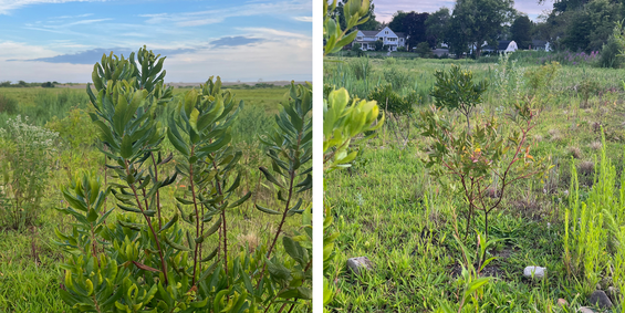 bayberry thrives in the meadow buffer while other shrubs are slower to establish