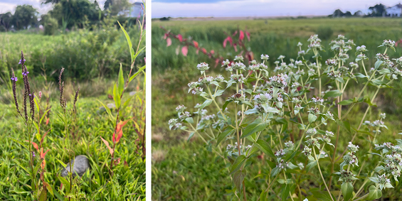blue vervain adds a pretty blue-purple color to the meadow, while mountain mint's fragrant leaves and flowers attract many pollinators