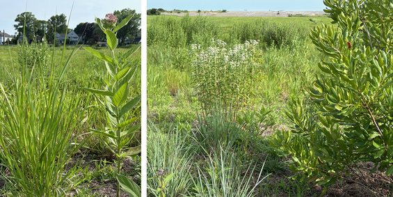 grasses though shorter start filling in year two, while bayberry grows bigger and stronger