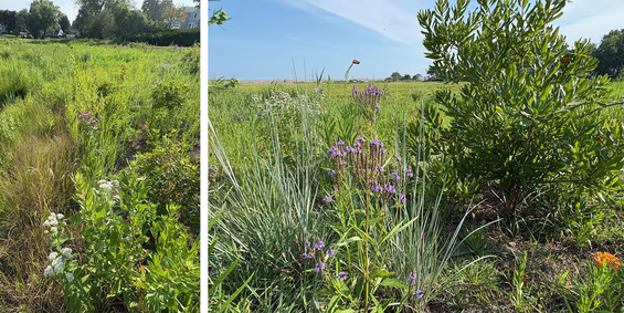 perennials and grasses thrive down closest to the marsh, while grasses though smaller make a statement higher up in the buffer next to bayberry