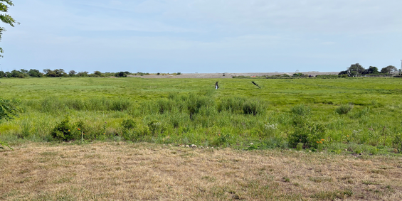 scorched lawn grasses adjacent to lush green native plants in the buffer make a startling contrast