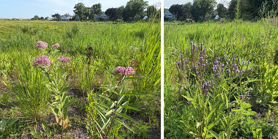 pink swamp milkweed and purple blue vervain decorate the meadow buffer with color