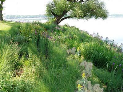 Vegetation, including a tree, grasses, and perennials cover the ground near the shore 