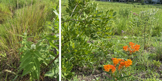 white boneset and orange butterfly milkweed are both pollinator favorites