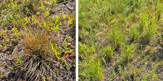 cool-season tufted hairgrass vs warm-season switchgrass
