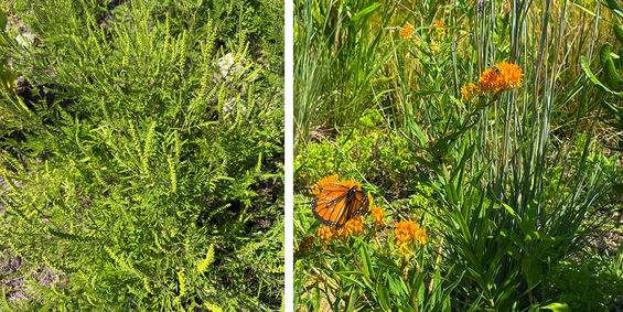 ragweed must be pulled so that it doesn't take over but the benefits can be seen as a butterfly lands on the milkweed to feed