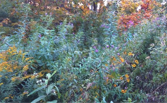 Native wildflowers including goldenrod, black-eyed susan, rudbeckia species, and others that create a colorful display